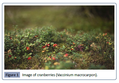 health-science-cranberries