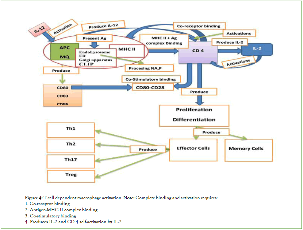 journal-vaccines-macrophage