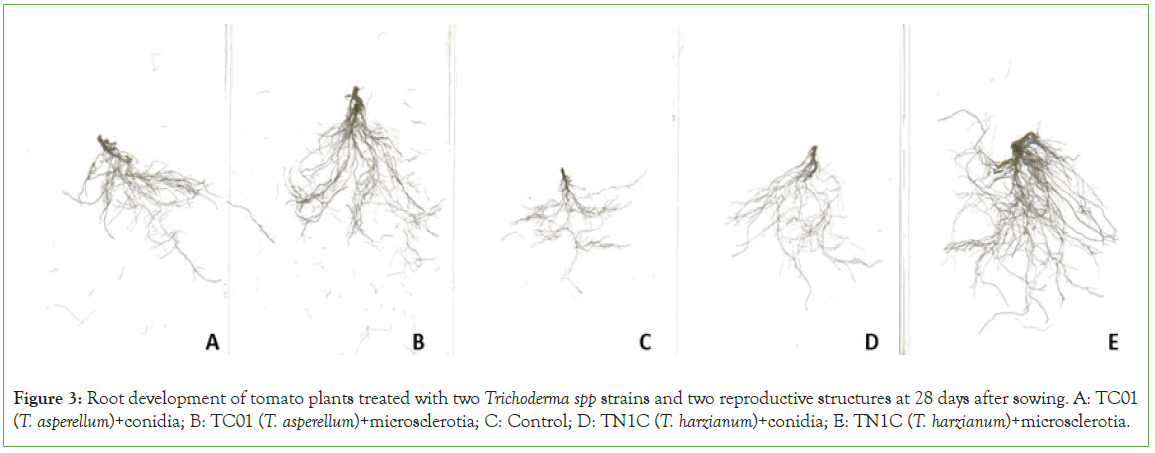 plant-microbiology-Trichoderma