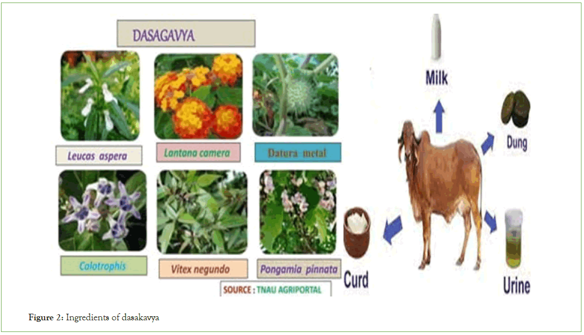plant-microbiology-dasakavya