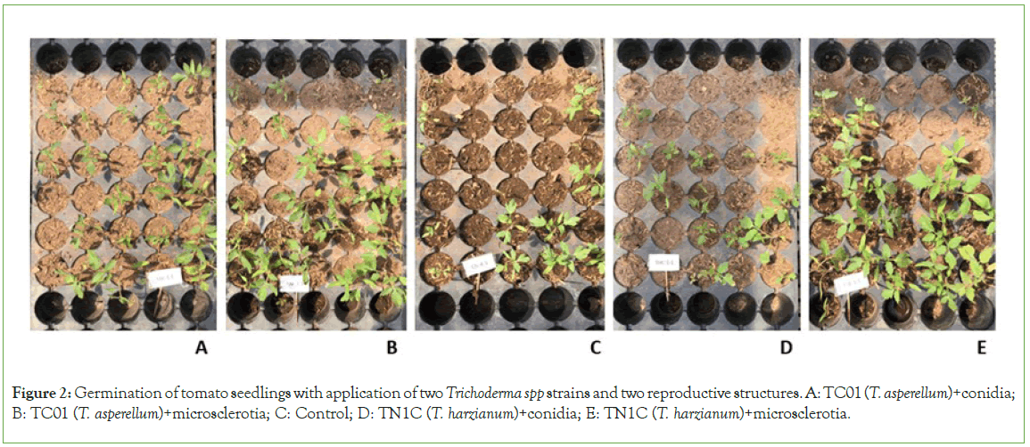 plant-microbiology-microsclerotia