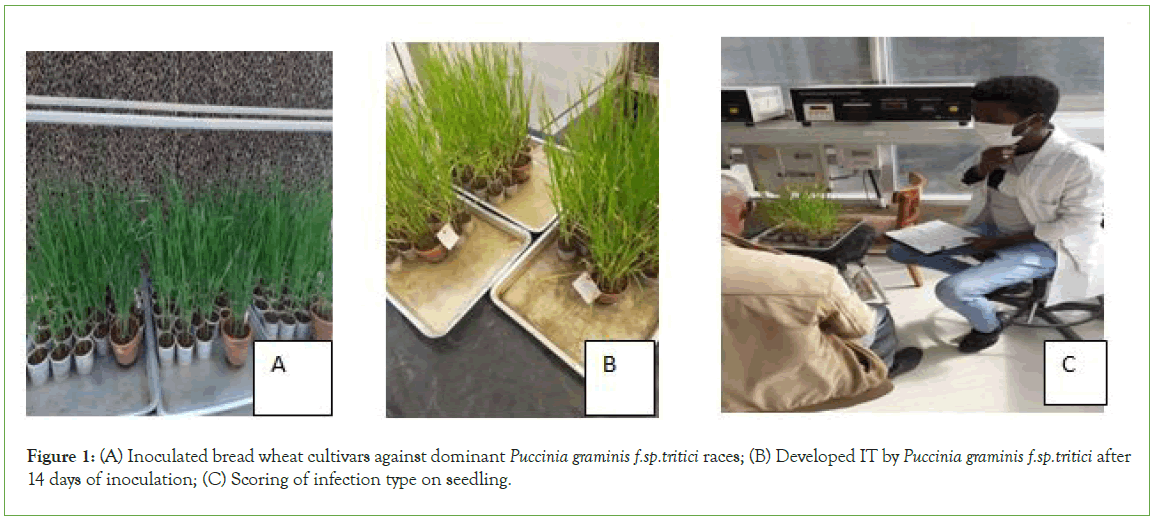 plant-microbiology-seedling
