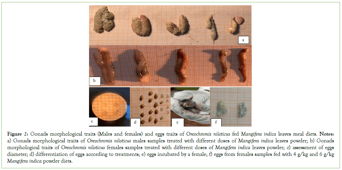 Aquaculture-Research-niloticus