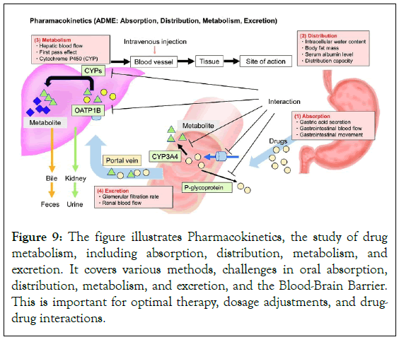 Experimental-Pharmacology-absorption