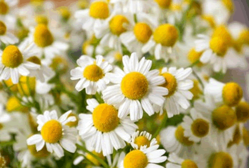 aasrfc-flower