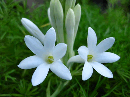 aasrfc-flower