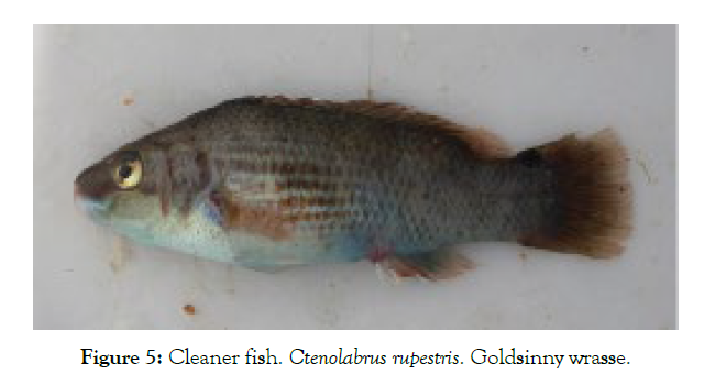 Aquaculture-Research-goldsinny-wrasse