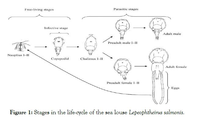 Aquaculture-Research-sea-louse