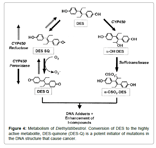 Bioequivalence-Bioavailability-Diethylstilbestrol