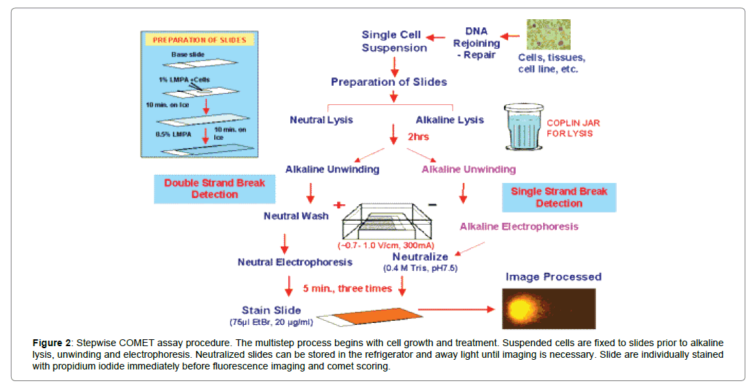 Bioequivalence-Bioavailability-growth