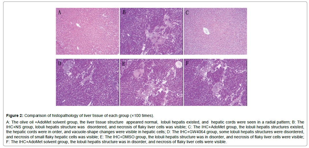 Biomolecular-Therapeutics-liver-tissue