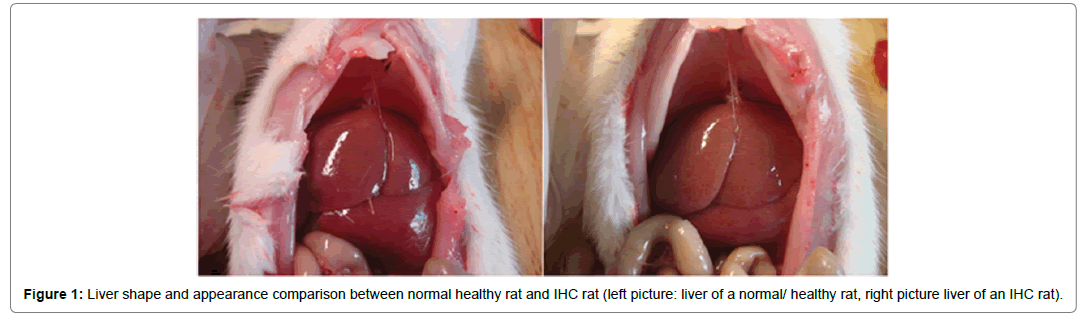 Biomolecular-Therapeutics-normal-healthy-rat