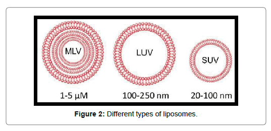 Biomolecular-Therapeutics-types-liposomes