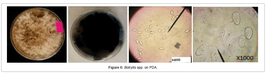 Pathology-Microbiology-Botrytis-PDA