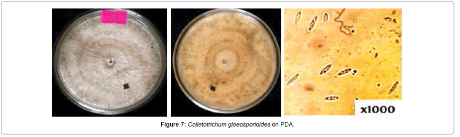 Pathology-Microbiology-Colletotrichum-gloeosporioides