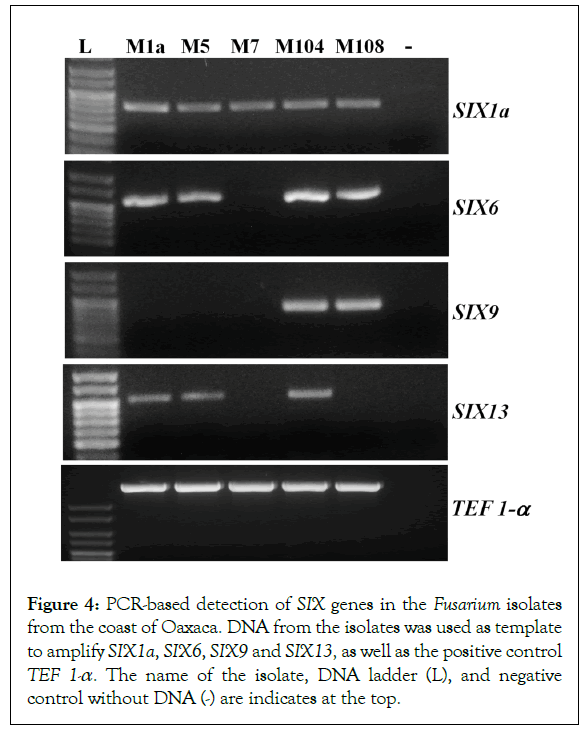 Pathology-Microbiology-Fusarium-genes