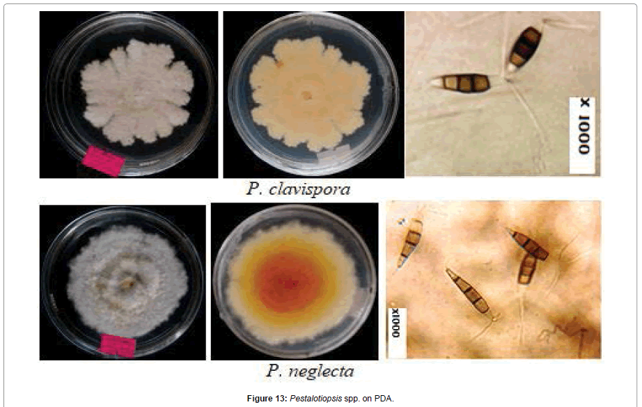 Pathology-Microbiology-Pestalotiopsis