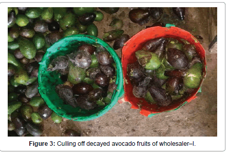 Pathology-Microbiology-decayed-avocado