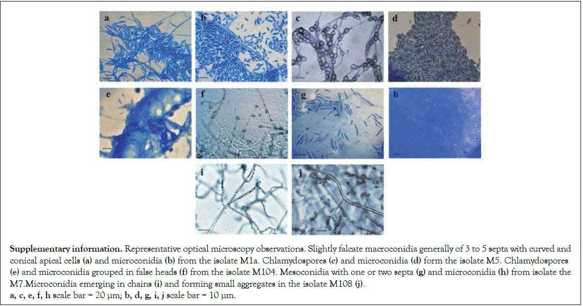 Pathology-Microbiology-microscopy-observations