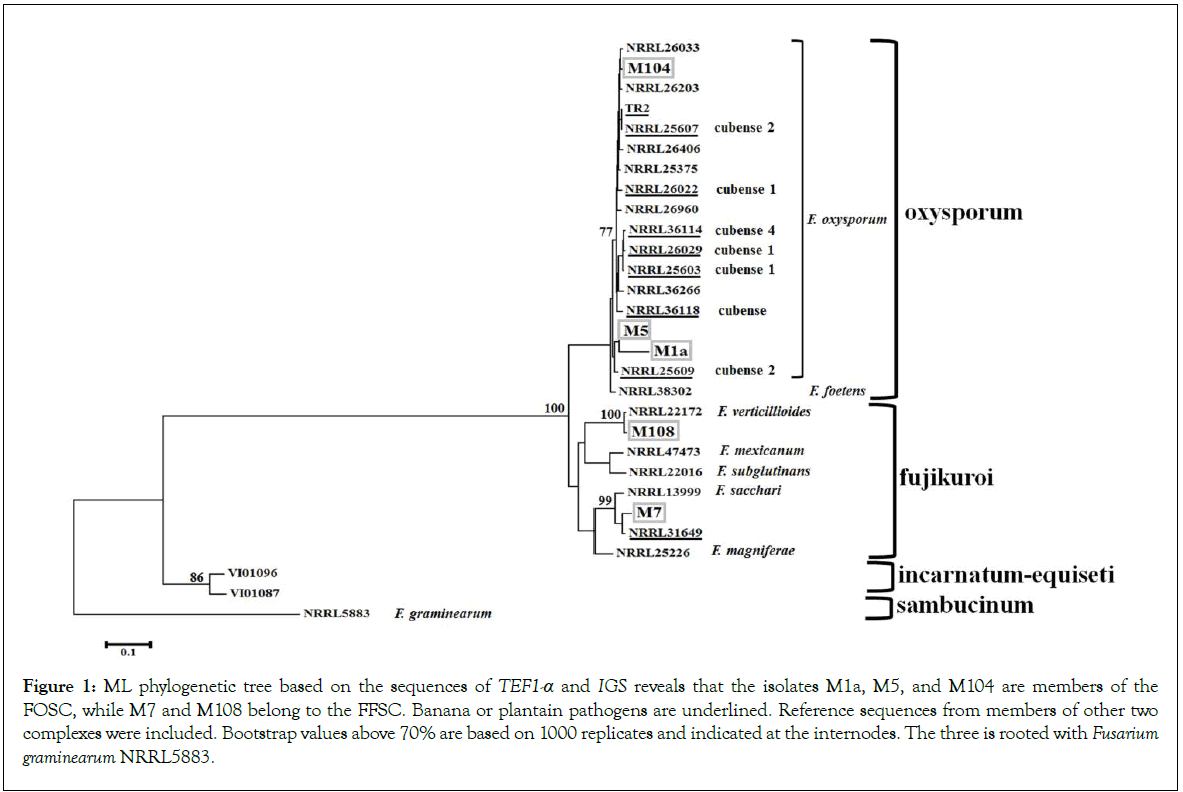 Pathology-Microbiology-phylogenetic-tree