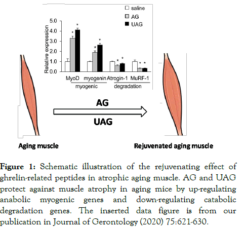 aging-science-rejuvenating