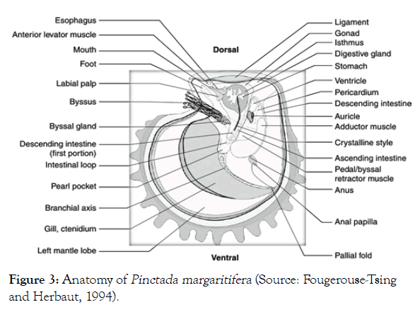 aquaculture-research-development-Anatomy