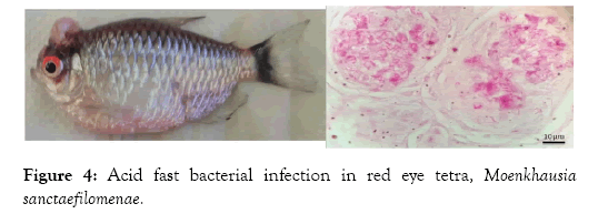 aquaculture-research-development-sanctaefilomenae