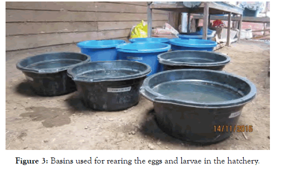 aquaculture-research-larvae-hatchery