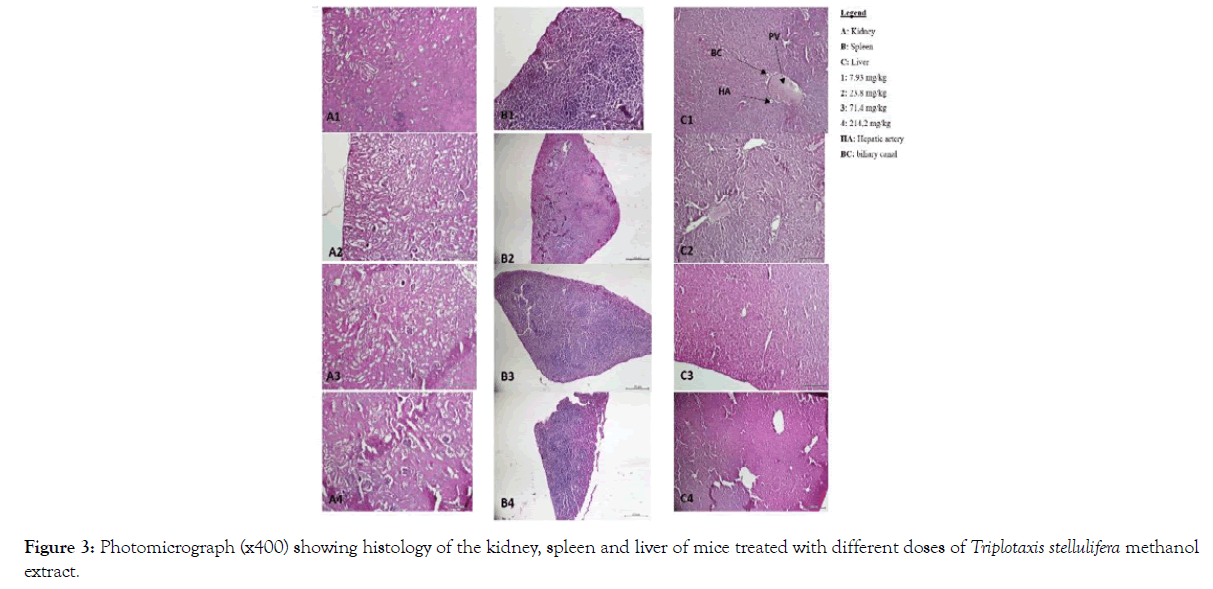 biochemistry-and-analytical-biochemistry-histology-kidney