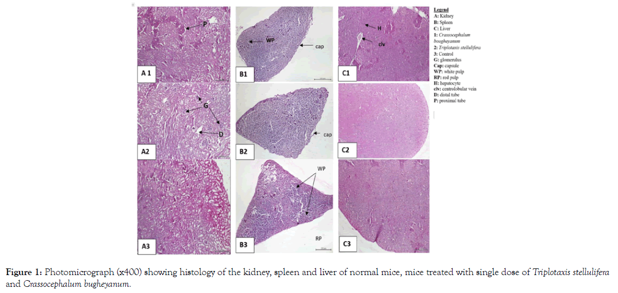 biochemistry-and-analytical-biochemistry-photomicrograph-histology