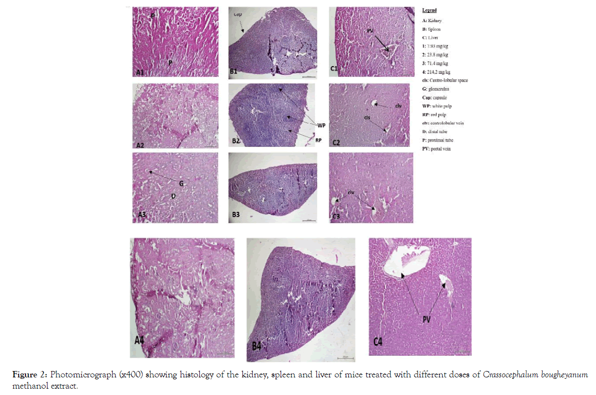 biochemistry-and-analytical-biochemistry-photomicrograph-histology