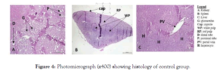 biochemistry-and-analytical-biochemistry-photomicrograph-histology