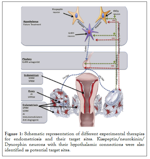 bioethics-kisspeptin