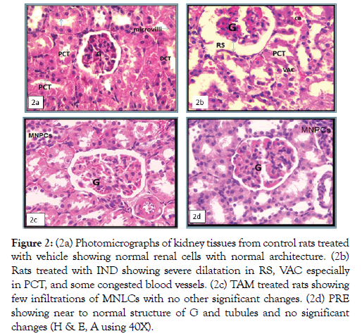 clinical-experimental-pharmacology-tubules