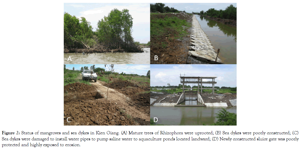 coastal-development-mangroves-dykes