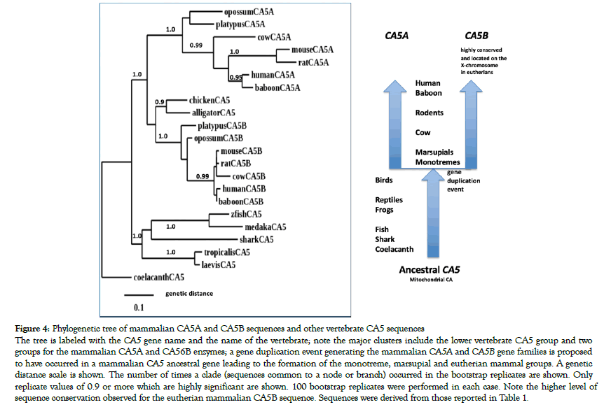 data-mining-genomics-vertebrate