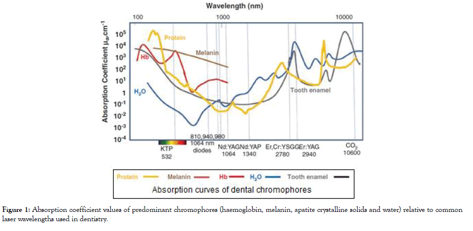 dentistry-absorption