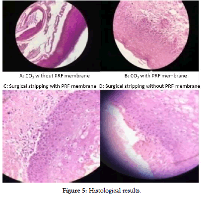 dentistry-histological