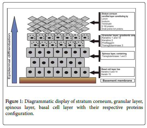 dermatitis-Diagrammatic-display