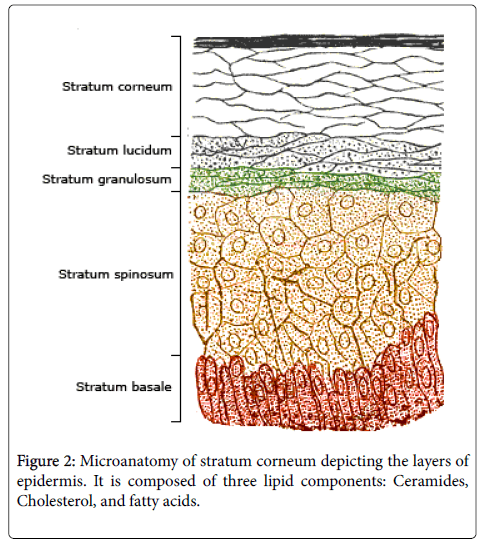 dermatitis-Microanatomy-stratum