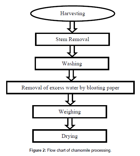 food-processing-technology-chamomile-processing