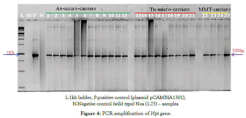 microbial-biochemical-technology-Hpt-gene