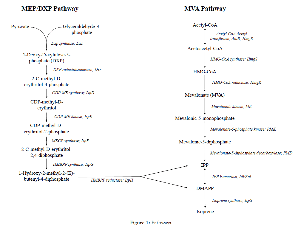 microbial-biochemical-technology-Pathways