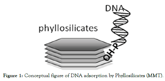 microbial-biochemical-technology-Phyllosilicates