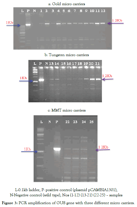 microbial-biochemical-technology-amplification