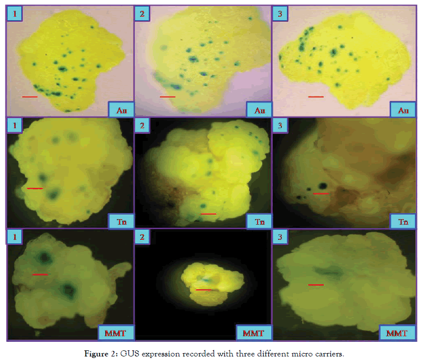 microbial-biochemical-technology-micro-carriers