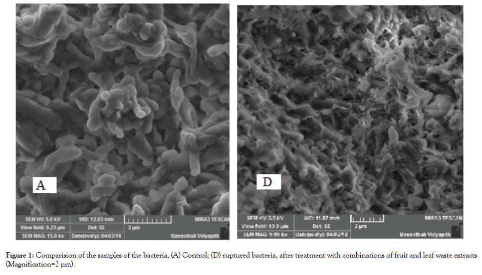 microbial-biochemical-technology-ruptured-bacteria