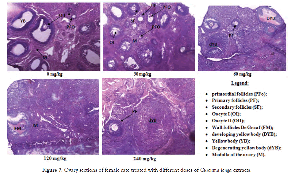 modern-chemistry-applications-ovary-sections