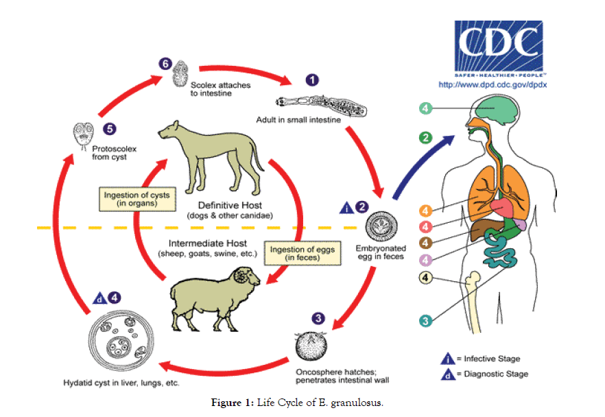 molecular-biomarkers-life-cycle