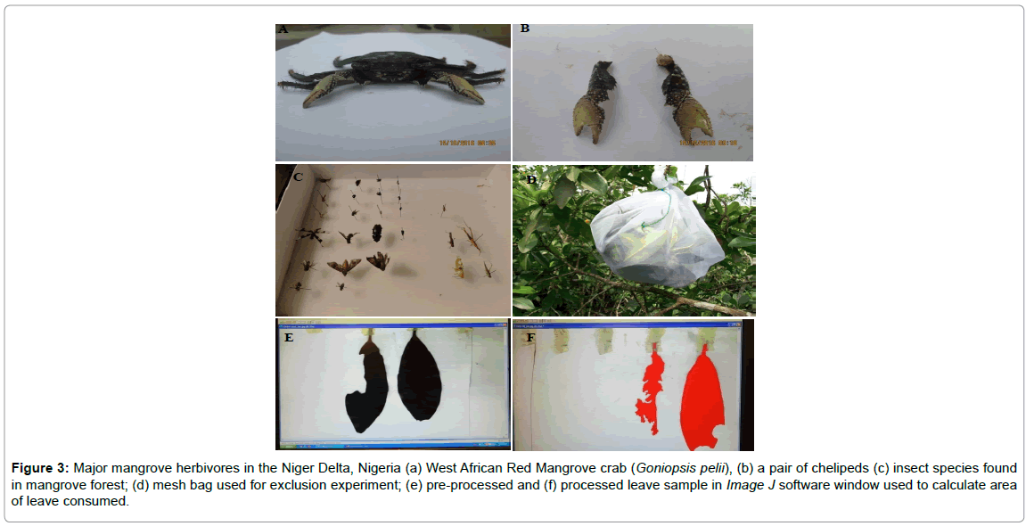 petroleum-environmental-biotechnology-mangrove-herbivores